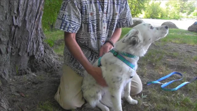 Roman Dog Harness