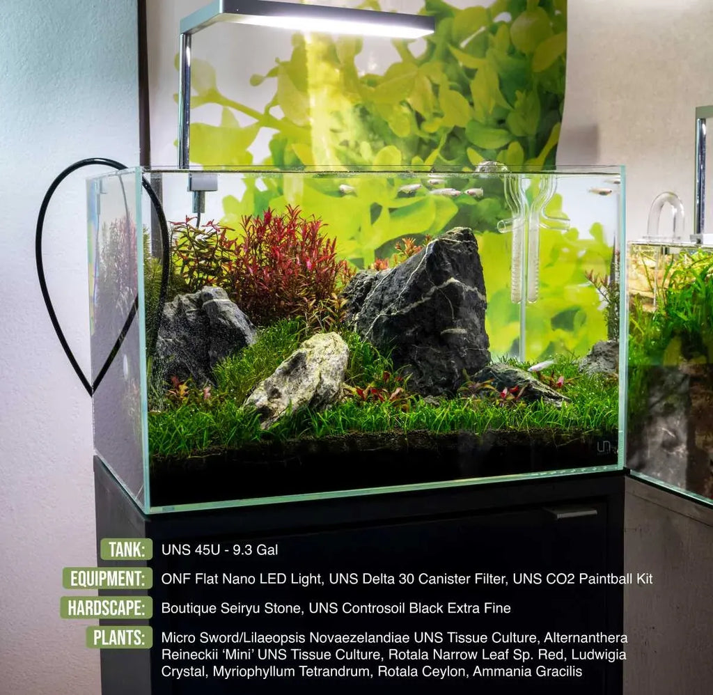 Rotala Narrow Leaf Red Aquarium Plant