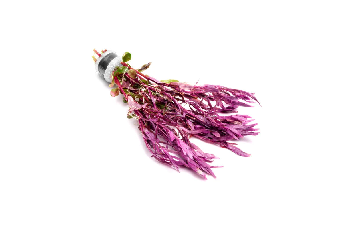 Rotala Narrow Leaf Red Aquarium Plant