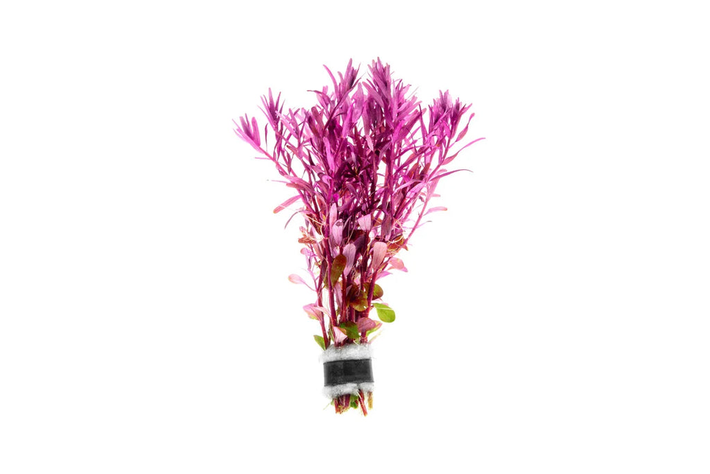 Rotala Narrow Leaf Red Aquarium Plant