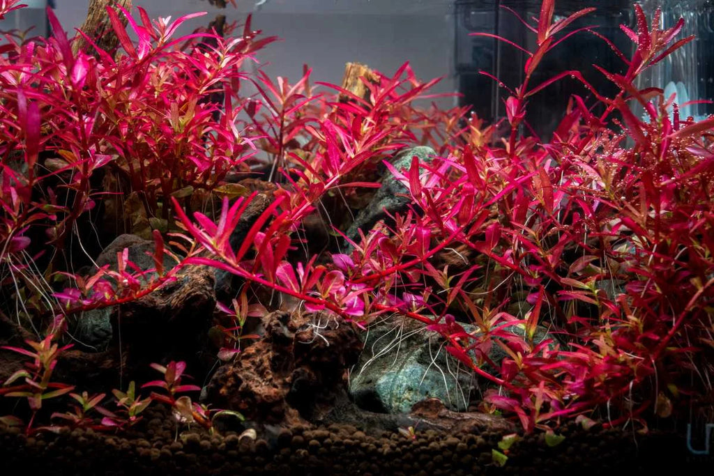 Rotala Narrow Leaf Red Aquarium Plant