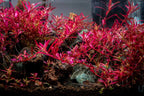 Rotala Narrow Leaf Red Aquarium Plant