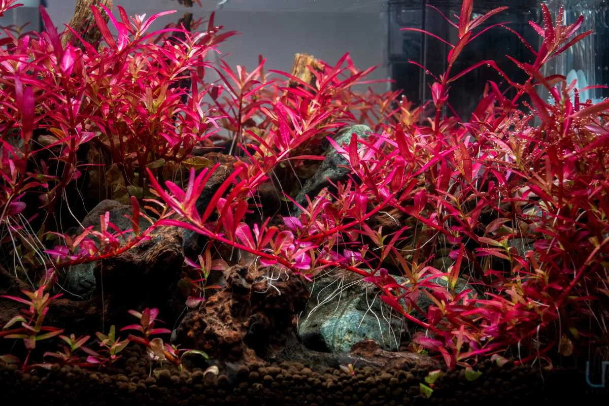 Rotala Narrow Leaf Red Aquarium Plant