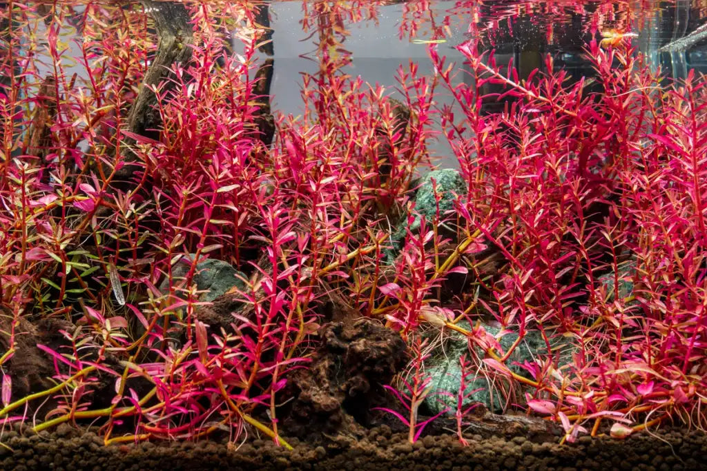 Rotala Narrow Leaf Red Aquarium Plant