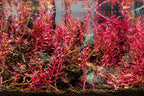 Rotala Narrow Leaf Red Aquarium Plant