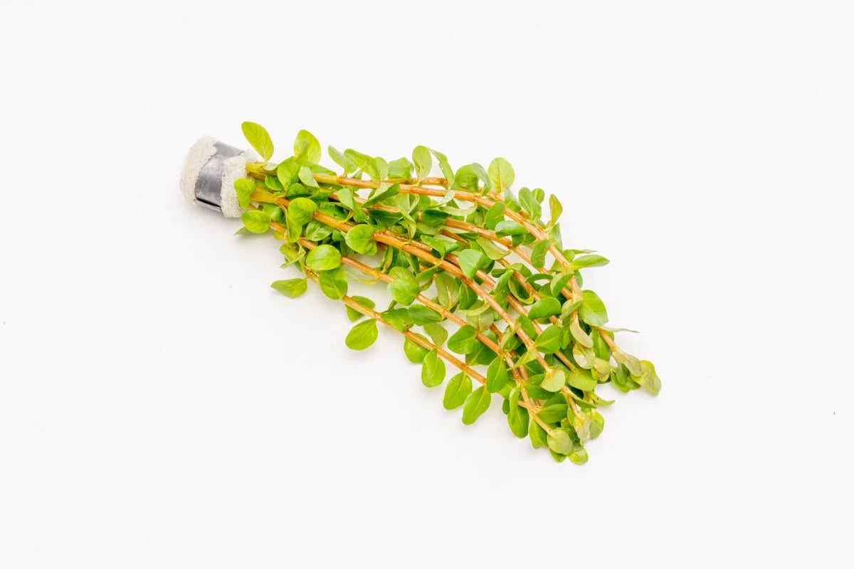Rotala Narrow Leaf Red Aquarium Plant
