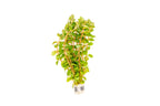 Rotala Narrow Leaf Red Aquarium Plant