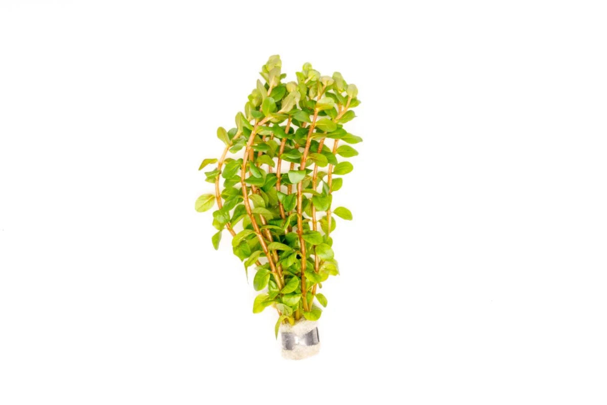 Rotala Narrow Leaf Red Aquarium Plant
