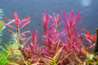 Rotala Narrow Leaf Red Aquarium Plant