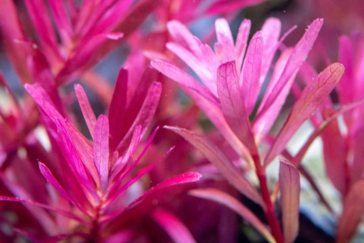 Rotala Narrow Leaf Red Aquarium Plant