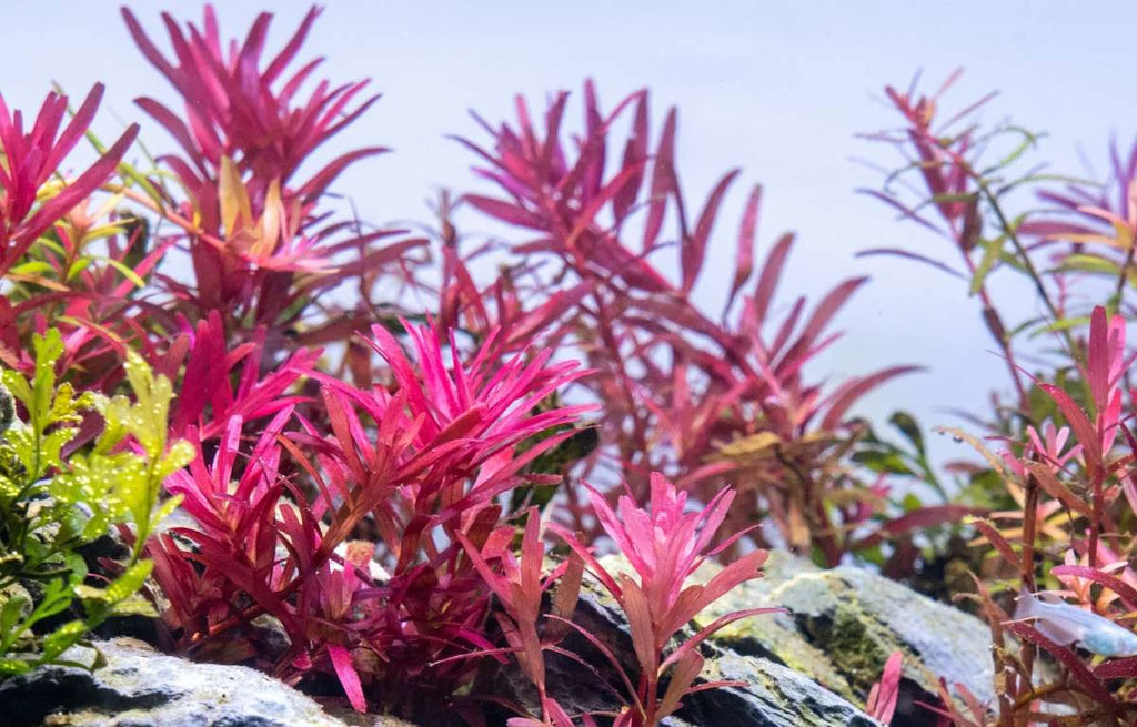 Rotala Narrow Leaf Red Aquarium Plant