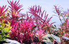 Rotala Narrow Leaf Red Aquarium Plant