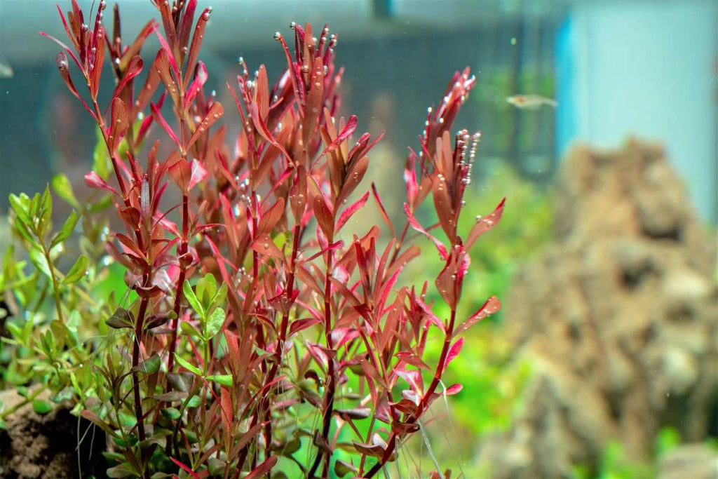 Rotala Narrow Leaf Red Aquarium Plant