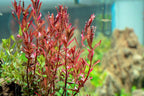 Rotala Narrow Leaf Red Aquarium Plant