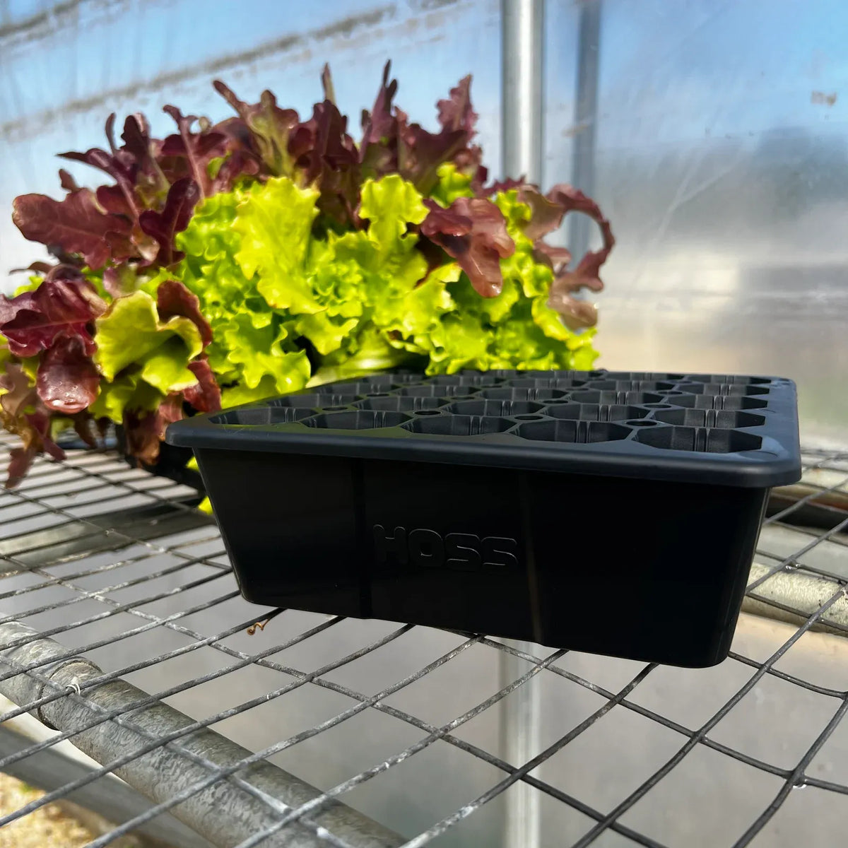 Seed Starting Tray