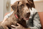Single-Ingredient Lamb Ear Dog Chews in a Case of 50, Naturally