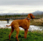Slide-On Pet ID Tag