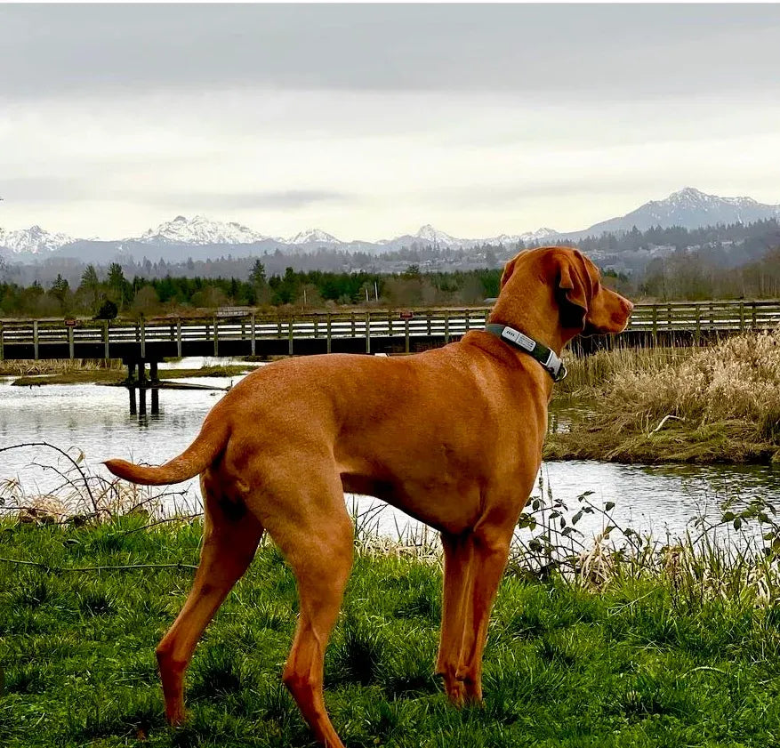 Slide-On Pet ID Tag