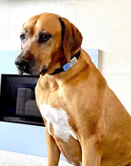 Slide-On Pet ID Tag