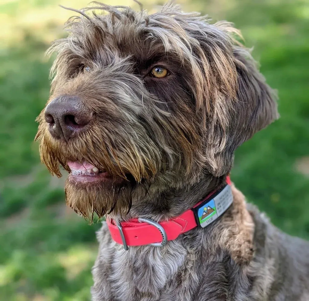 Slide-On Pet ID Tag