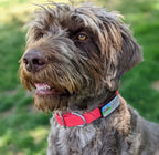 Slide-On Pet ID Tag