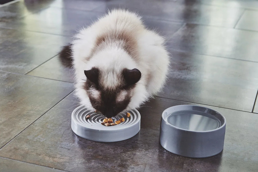Slow Feeder Cat Bowl in Concrete Finish, Whisker-Friendly Low Profile Design for Calm Everyday Feeding
