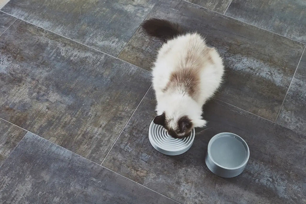 Slow Feeder Cat Bowl in Concrete Finish, Whisker-Friendly Low Profile Design for Calm Everyday Feeding