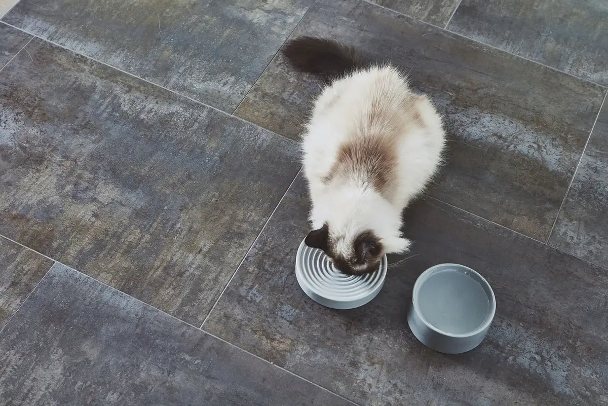 Slow Feeder Cat Bowl in Concrete Finish, Whisker-Friendly Low Profile Design for Calm Everyday Feeding