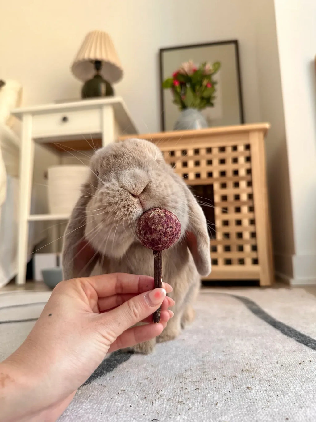 Small Animal Treat and Chew Sampler Bundle with 8 Varieties for Rabbits and Guinea Pigs · small animal treat sampler bundl