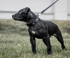 Small Dog Collar