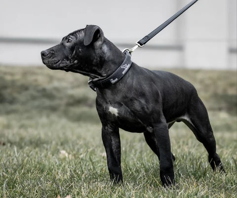 Small Dog Collar