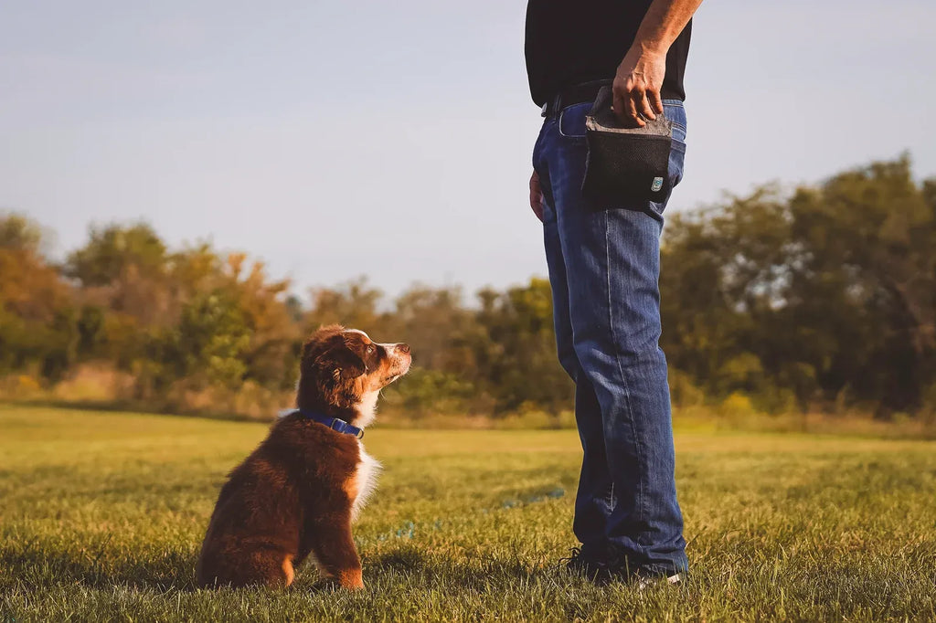 Snap-Back Dog Training Treat Pouch
