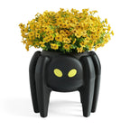 Spider Planter