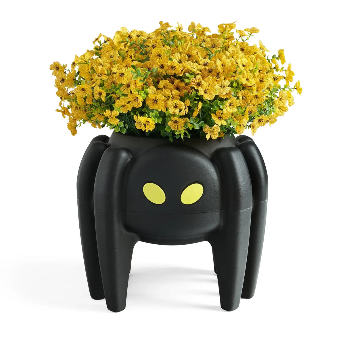 Spider Planter