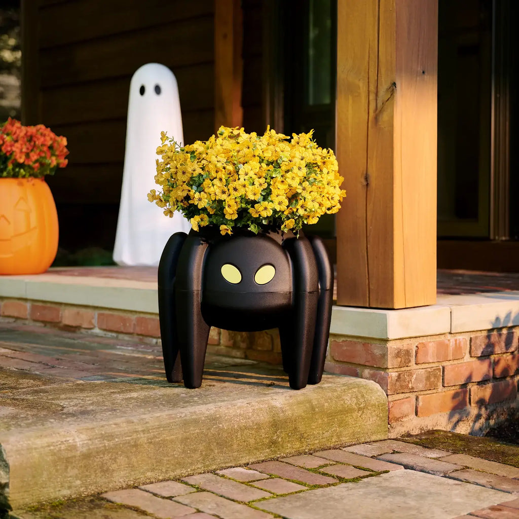 Spider Planter