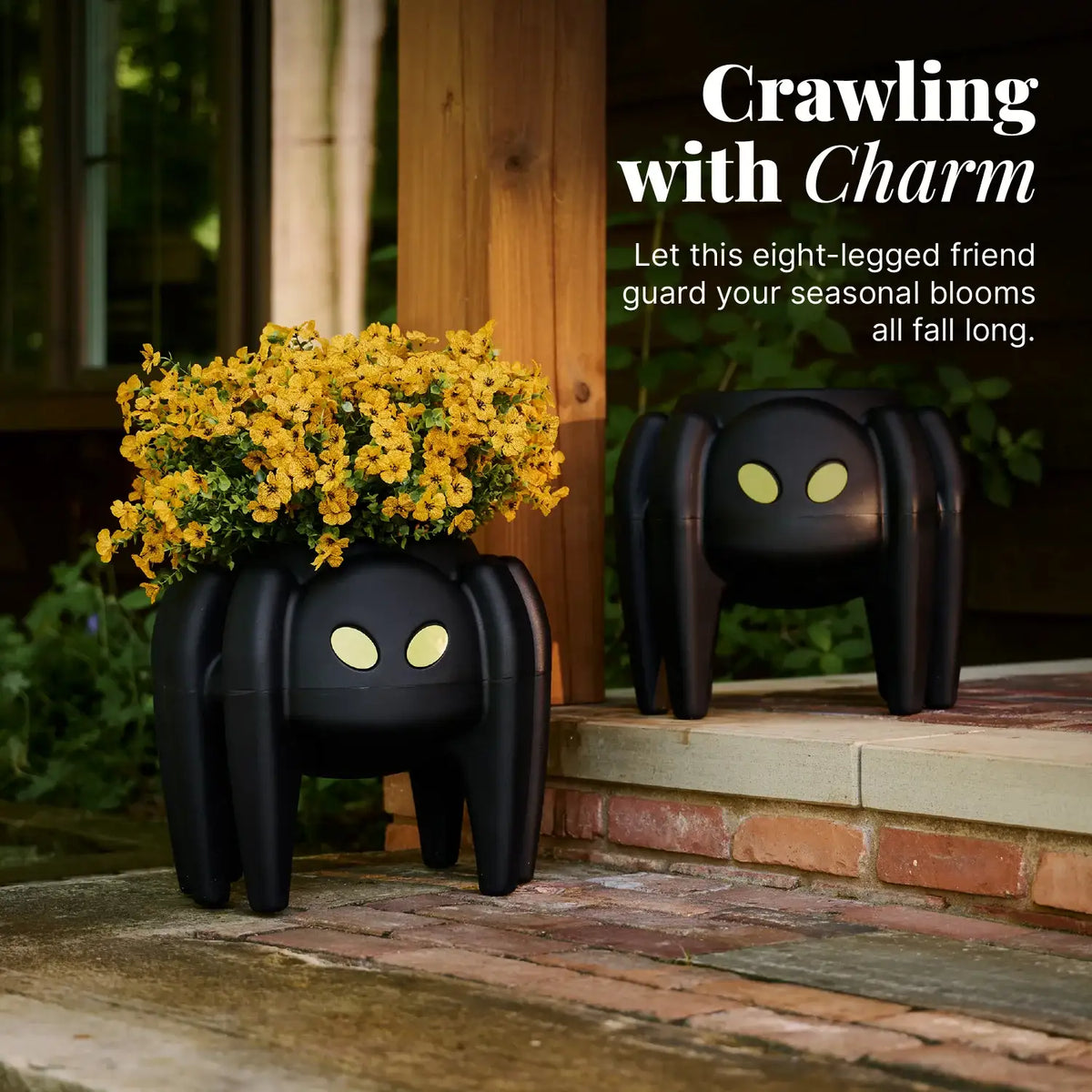 Spider Planter