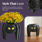 Spider Planter