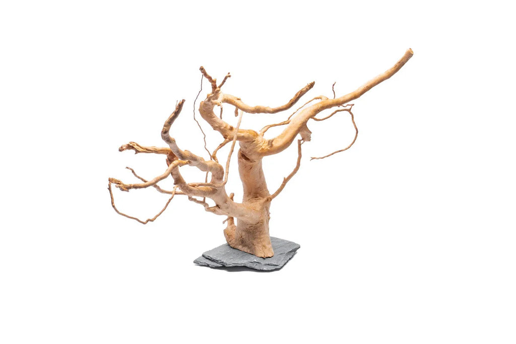 Spiderwood Aquarium Driftwood on Slate Base with Branching Aquascape Design in Small, Medium, or Large Sizes