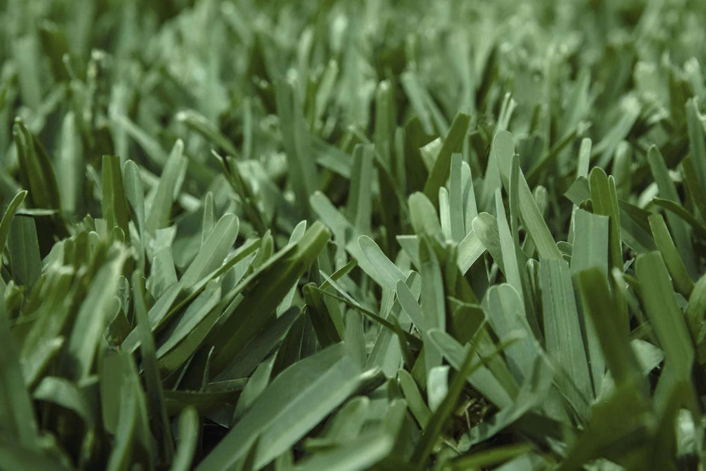 St. Augustine Grass Plugs for Dense Dark Green Turf, Low-Mowing ProVista Variety in 16, 32, or 64 Pack Sizes