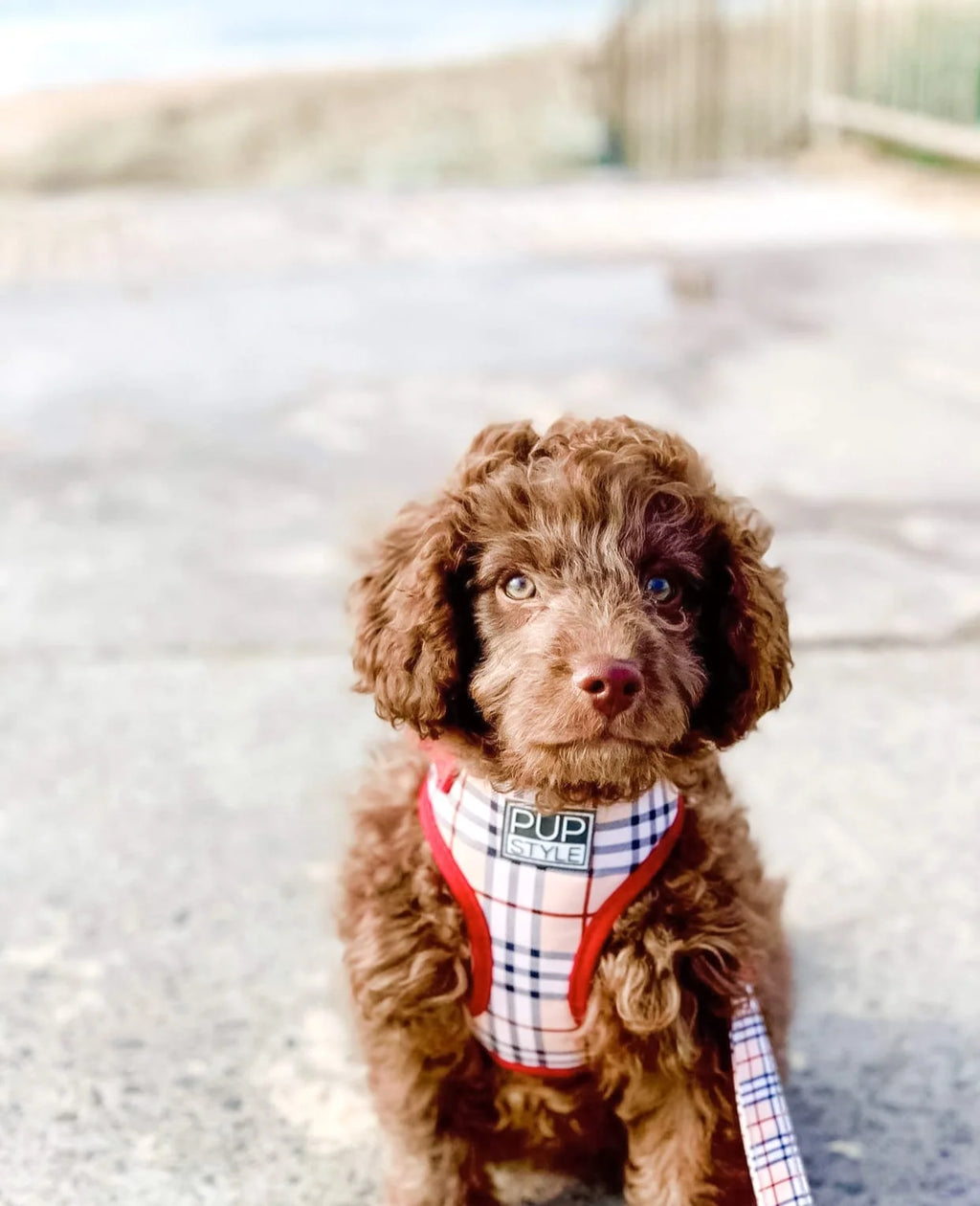Step-In Dog Harness
