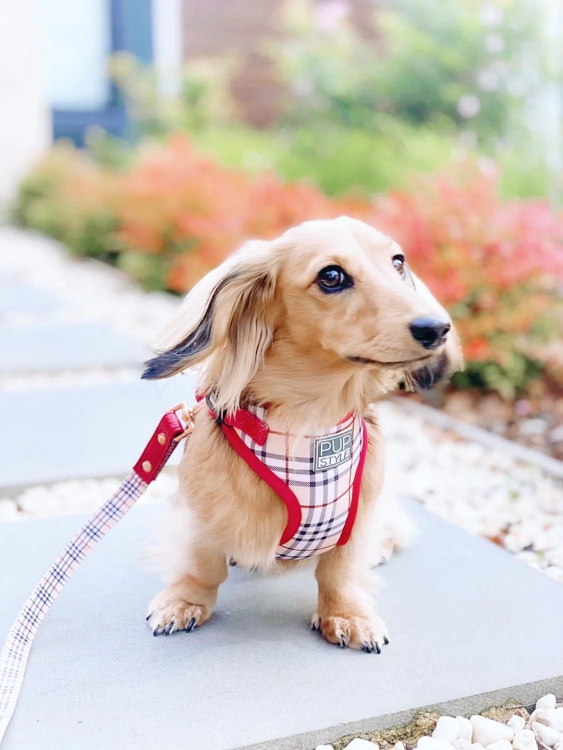 Step-In Dog Harness
