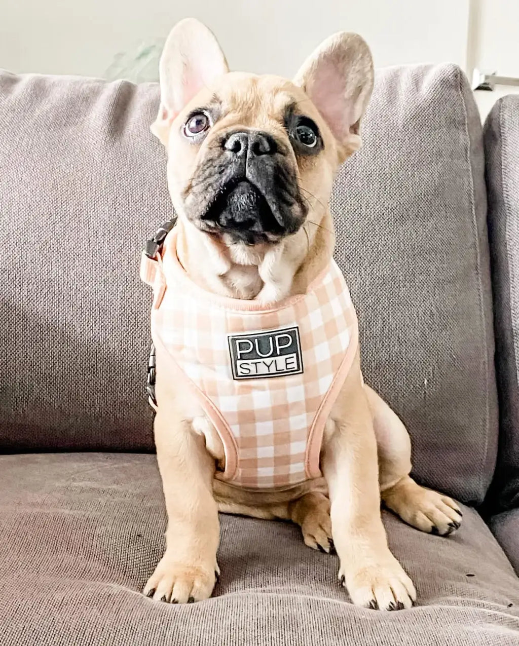 Step-In Dog Harness
