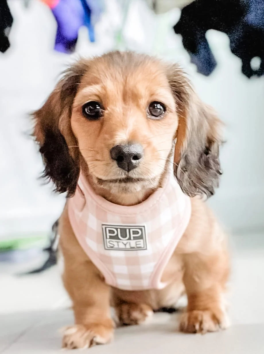 Step-In Dog Harness