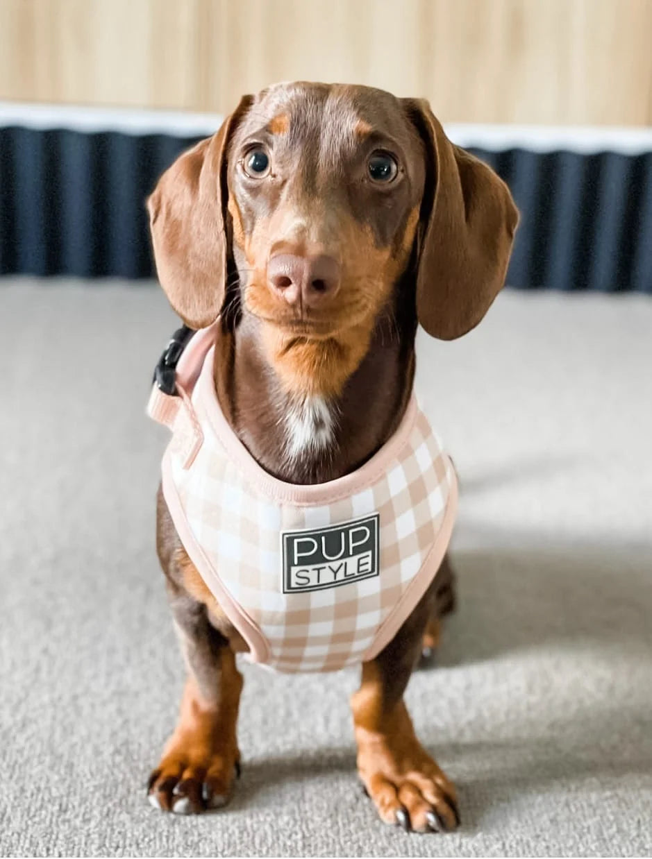 Step-In Dog Harness