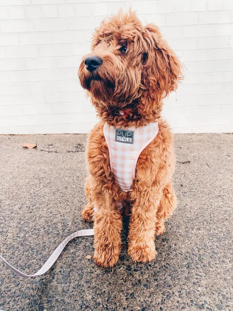 Step-In Dog Harness