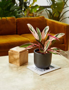 Stromanthe Triostar Live Indoor Plant with Pink, Cream and Green Variegated Leaves in a Medium Planter