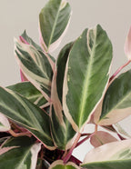 Stromanthe Triostar Live Indoor Plant with Pink, Cream and Green Variegated Leaves in a Medium Planter