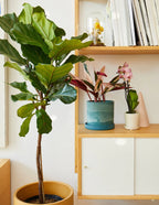 Stromanthe Triostar Live Indoor Plant with Pink, Cream and Green Variegated Leaves in a Medium Planter