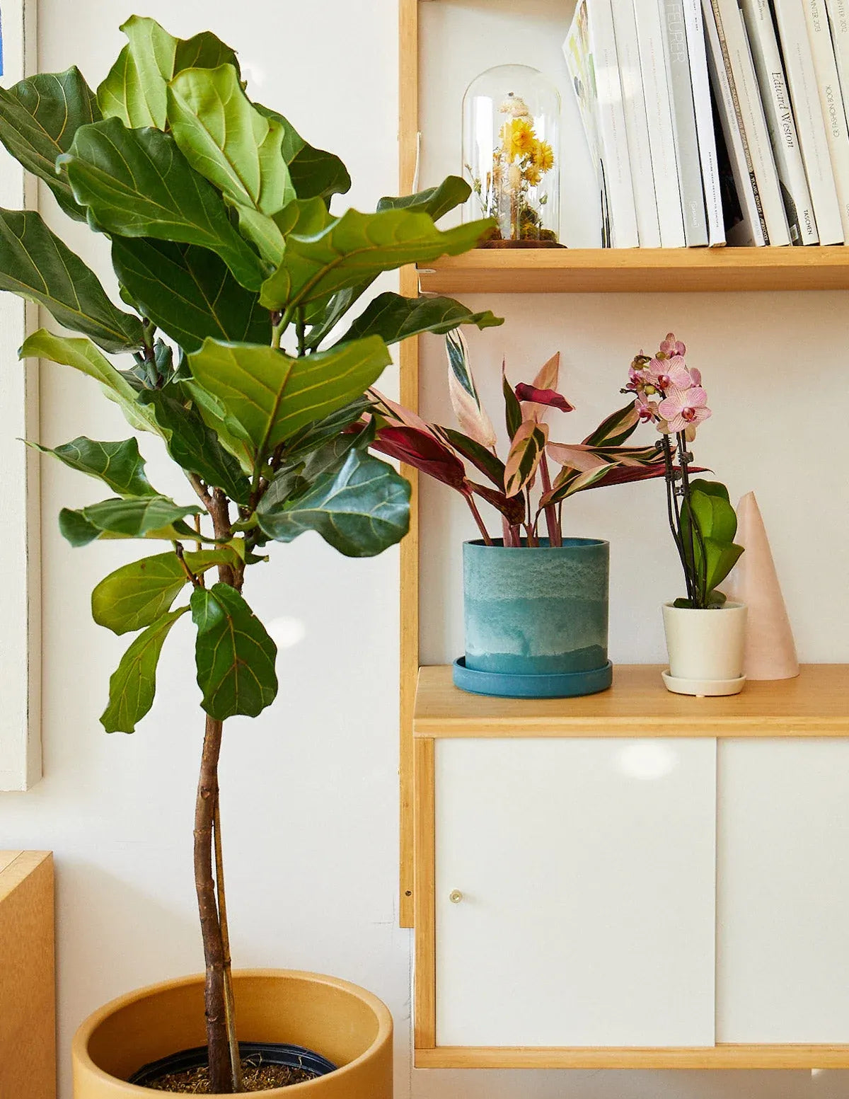 Stromanthe Triostar Live Indoor Plant with Pink, Cream and Green Variegated Leaves in a Medium Planter