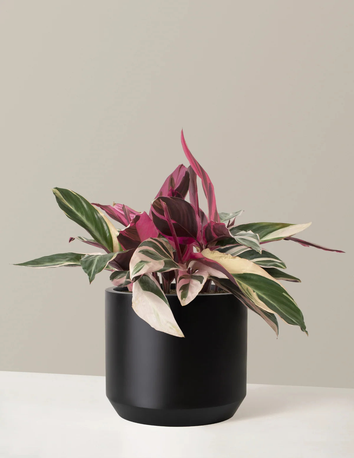 Stromanthe Triostar Live Indoor Plant with Pink, Cream and Green Variegated Leaves in a Medium Planter